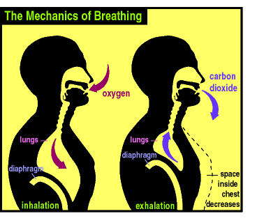 breathing helps to regulate blood pressure