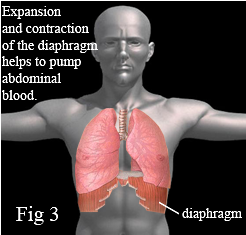 The diaphragm plays a role in regulating blood pressure.