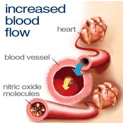 nitric oxide expands blood vessels for lower blood pressure