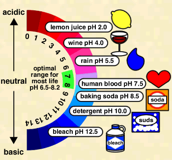 The PH scale of life